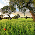 Cereal Crops And Oak Forest