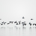 Group Of Mallard Ducks Flying